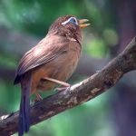 ガビチョウ（1）さえずり（飯能市） – Hwamei – Wild Bird – 野鳥 動画図鑑