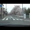 桜 【所沢市 東川沿い】