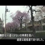 2013年4月1日　埼玉県所沢市小手指町砂川堀のしだれ桜