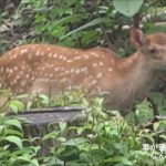 ニホンジカ 埼玉県飯能市上直竹上分 2016.06.30 Cervus nippon