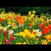 ［HD］ところざわのゆり園（埼玉県・所沢市）Lily Garden in Tokorozawa　花の名所案内Flowers Garden
