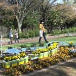 ふれあい花壇　山口小学校編　所沢市航空記念公園