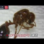 ヒアリ　死骸を狭山市の物流センターで発見｜ニュース 動画 News24h
